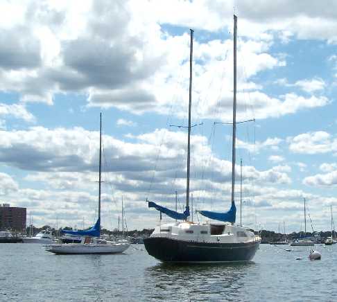 Sea Bee 3.JPG
