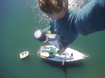 avocet masthead.jpg