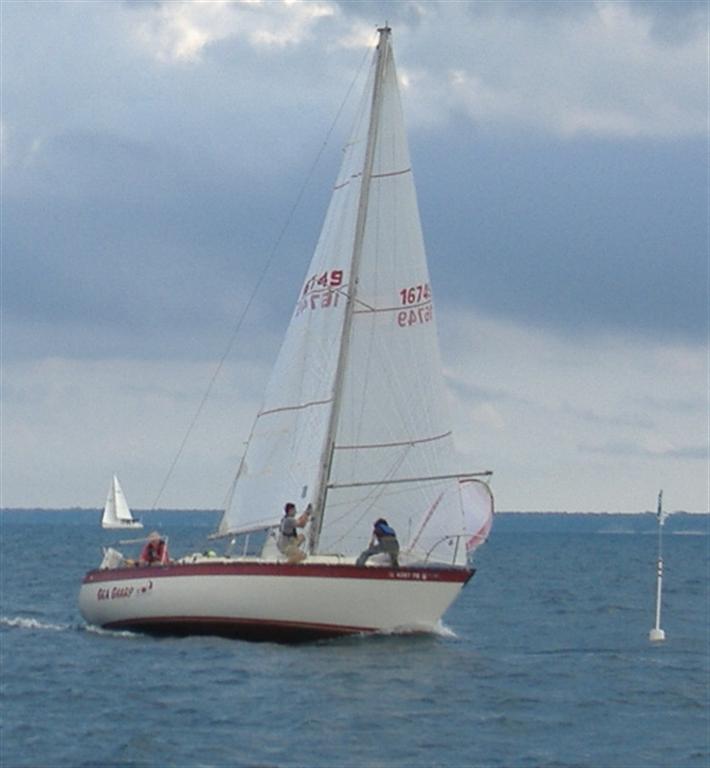 sea sharp2.jpg